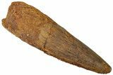 Real Spinosaurus Tooth - Huge Dinosaur Tooth #307948-1